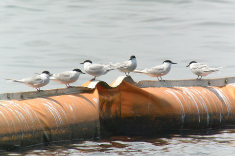 DSC_3684.jpg
