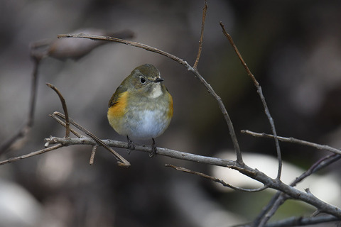 DSC_3707.jpg