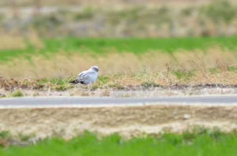 DSC_3708.jpg