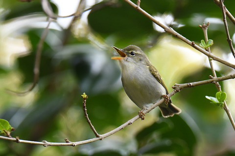 DSC_3723.jpg
