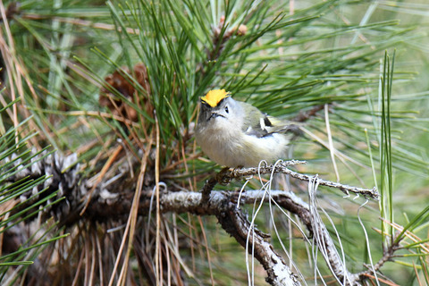 DSC_3735.jpg