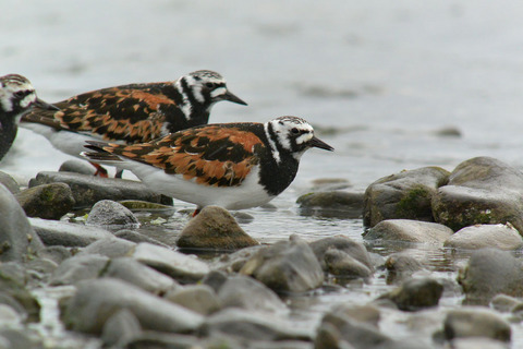DSC_3779.jpg