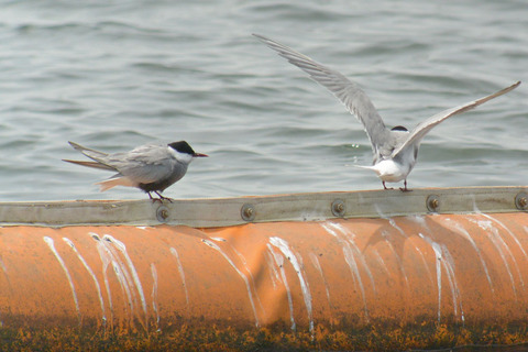 DSC_3781.jpg