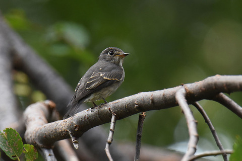 DSC_3812.jpg