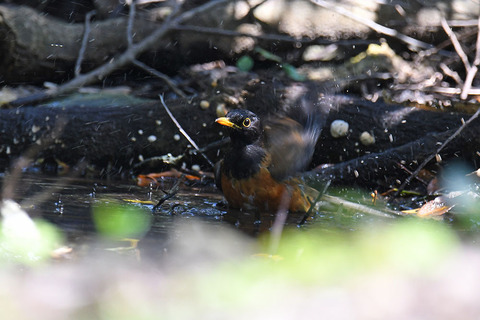 DSC_3878.jpg
