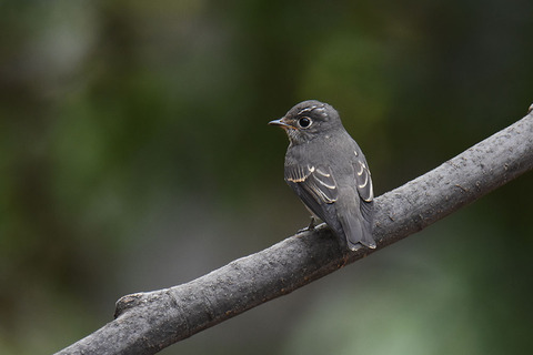 DSC_3883.jpg