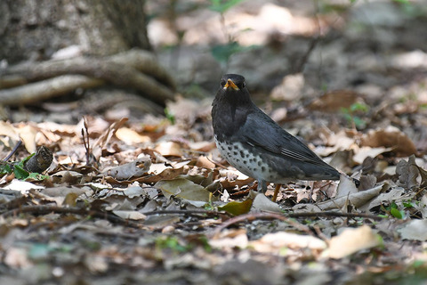 DSC_3888.jpg