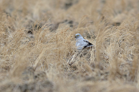 DSC_3888.jpg
