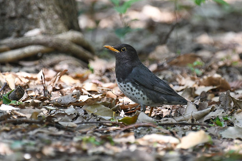 DSC_3895.jpg