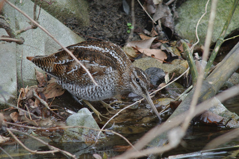 DSC_3919.jpg