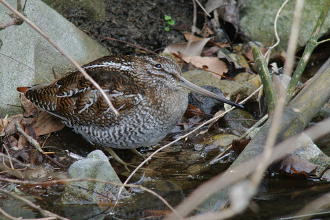 DSC_3940.jpg