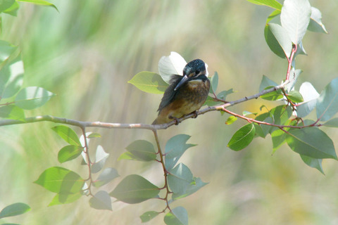 DSC_3968.jpg