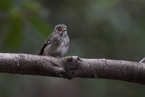 DSC_3972.jpg