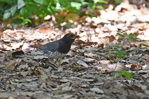 DSC_3991.jpg