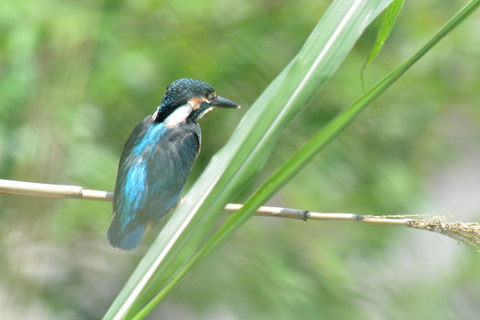 DSC_4009.jpg