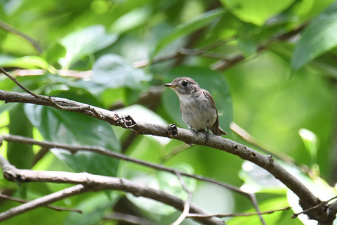 DSC_4015.jpg