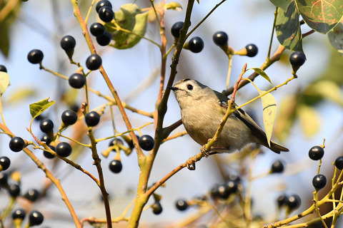 DSC_4016.jpg