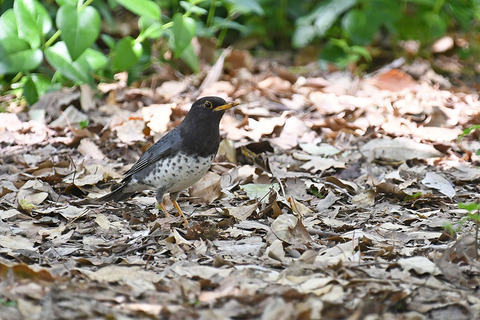 DSC_4039.jpg