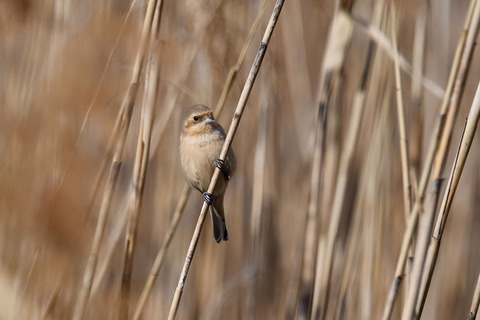 DSC_4039.jpg