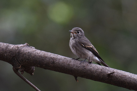 DSC_4048.jpg