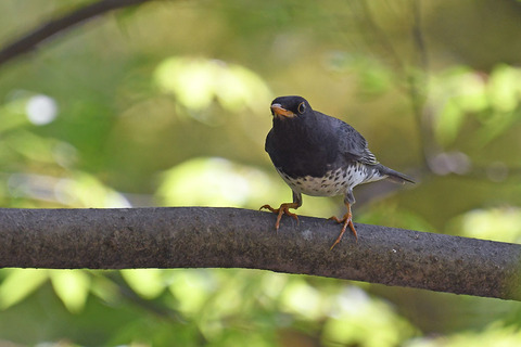 DSC_4078.jpg