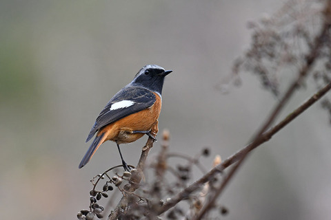 DSC_4091.jpg