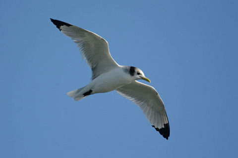 DSC_4093.jpg