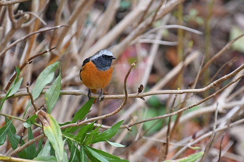 DSC_4097.jpg