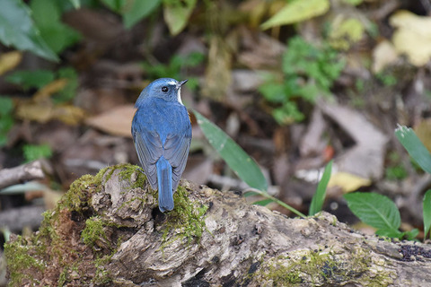 DSC_4162.jpg
