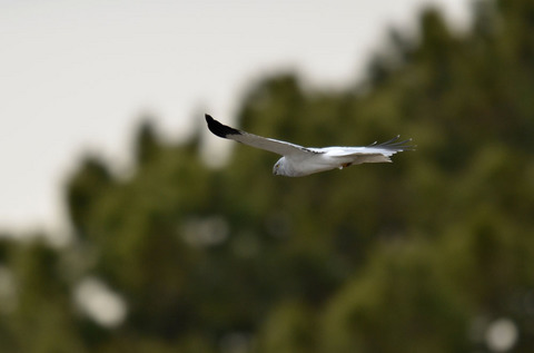 DSC_4164.jpg