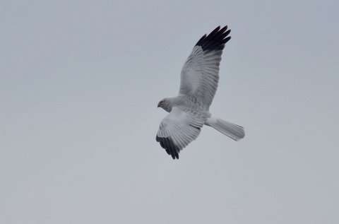 DSC_4176s.jpg