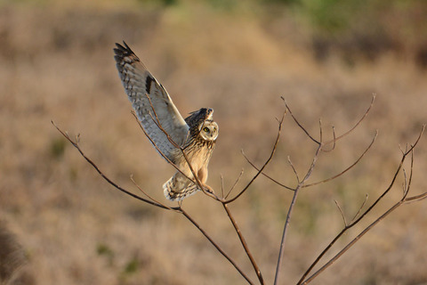 DSC_4188.jpg
