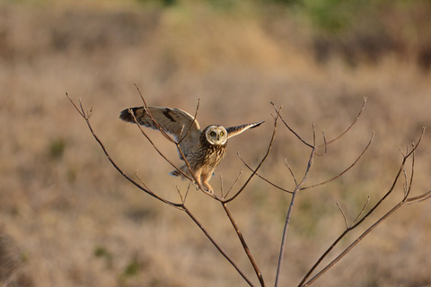 DSC_4189.jpg