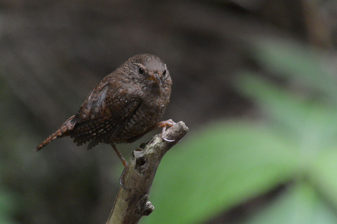 DSC_4202-1.jpg