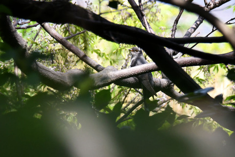 DSC_4204.jpg