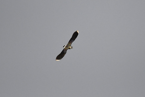 DSC_4207.jpg
