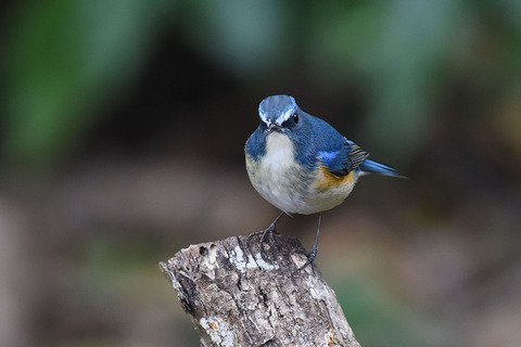 DSC_4213.jpg