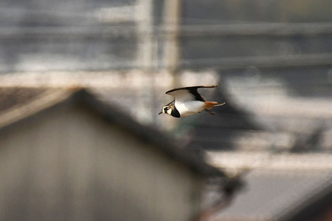 DSC_4216.jpg