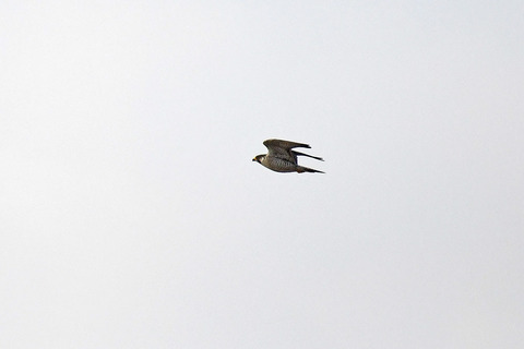 DSC_4234.jpg