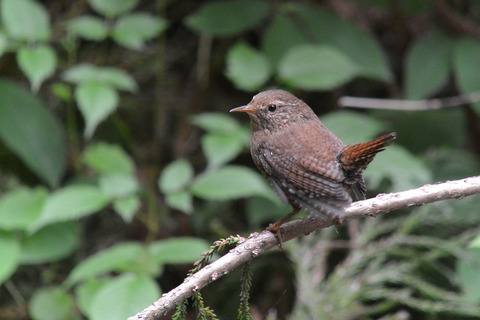 DSC_4250-1.jpg
