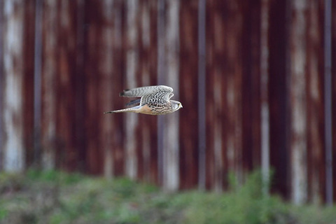 DSC_4264.jpg