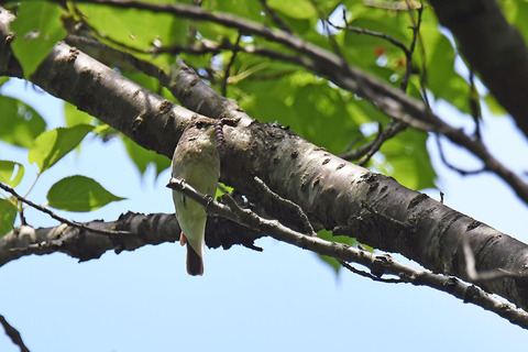 DSC_4267.jpg