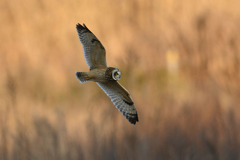DSC_4302.jpg