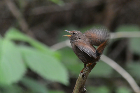 DSC_4313-1.jpg