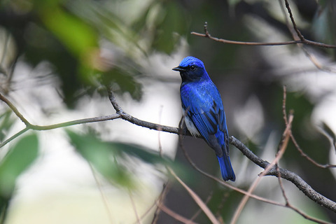 DSC_4313.jpg