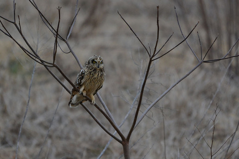 DSC_4343.jpg