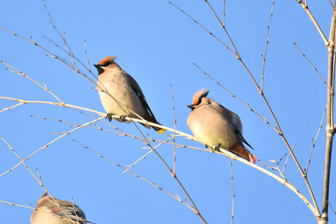 DSC_4375.jpg