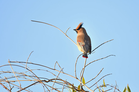 DSC_4381.jpg