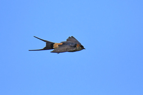 DSC_4396s.jpg