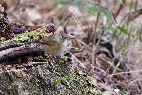 DSC_4433.jpg